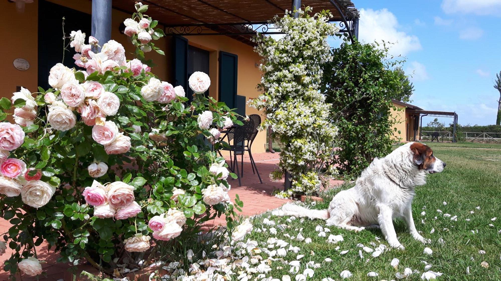 La Fattoria Di Tirrenia 아파트 호텔 외부 사진