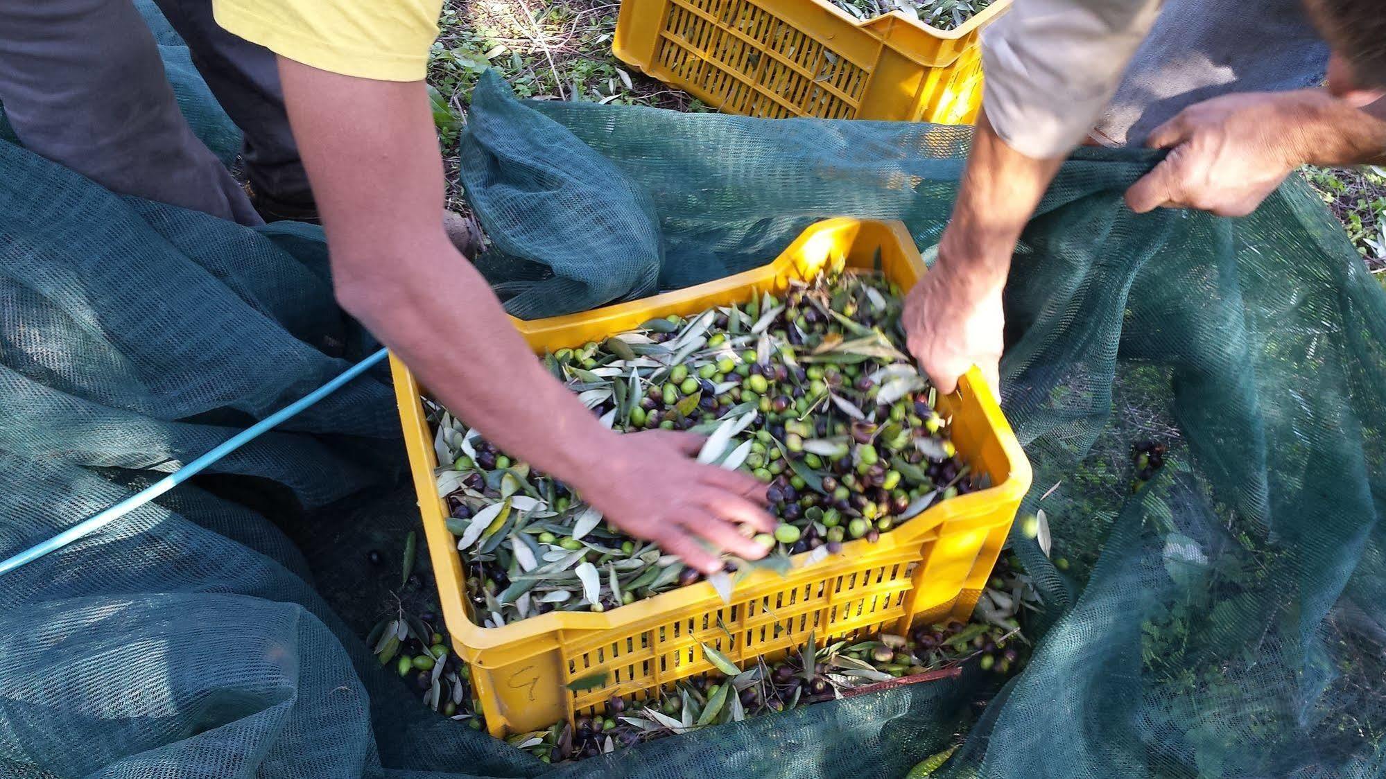La Fattoria Di Tirrenia 아파트 호텔 외부 사진